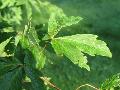 Three-flower Maple